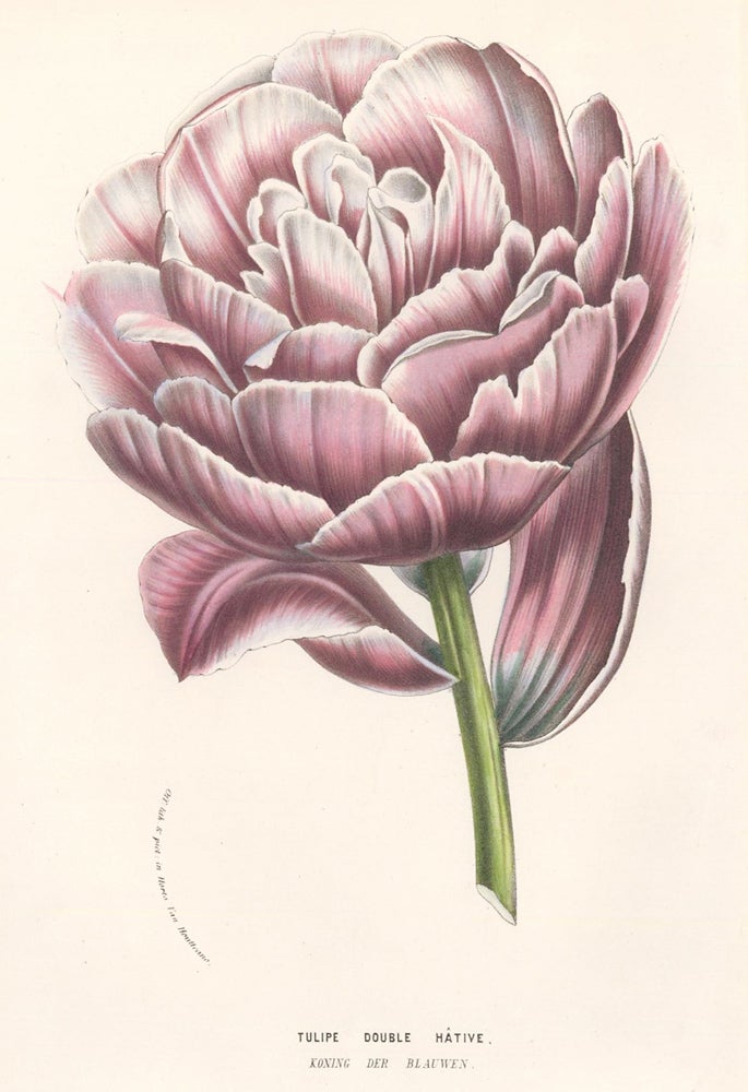 Item nr. 158854 Tulip Double Hative. Horto Van Houtteano. Louis Van Houtte.