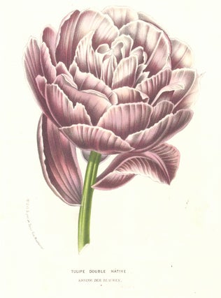 Item nr. 158855 Tulip Double Hative. Horto Van Houtteano. Louis Van Houtte