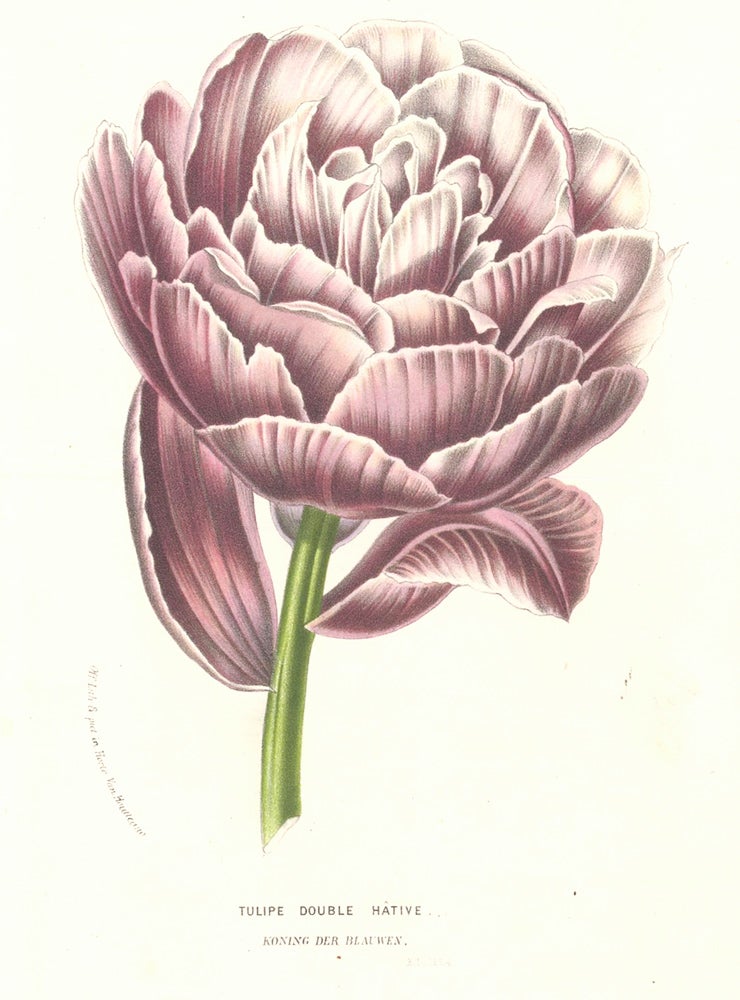 Item nr. 158855 Tulip Double Hative. Horto Van Houtteano. Louis Van Houtte.