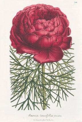 Item nr. 158856 Paeonia Tenuifolia. Horto Van Houtteano. Louis Van Houtte