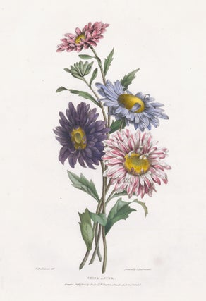 Item nr. 158873 China Aster. A Selection of Flowers. Valentine Bartholomew