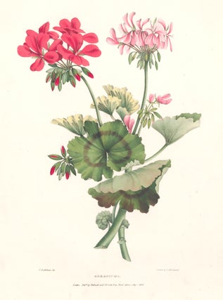Item nr. 158874 Geraniums. A Selection of Flowers. Valentine Bartholomew