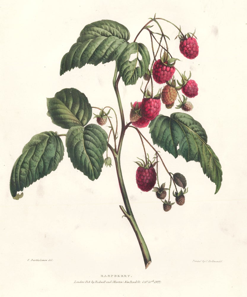Raspberry Botanical 