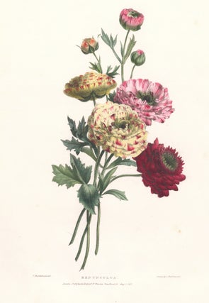 Item nr. 158880 Renunculus. A Selection of Flowers. Valentine Bartholomew