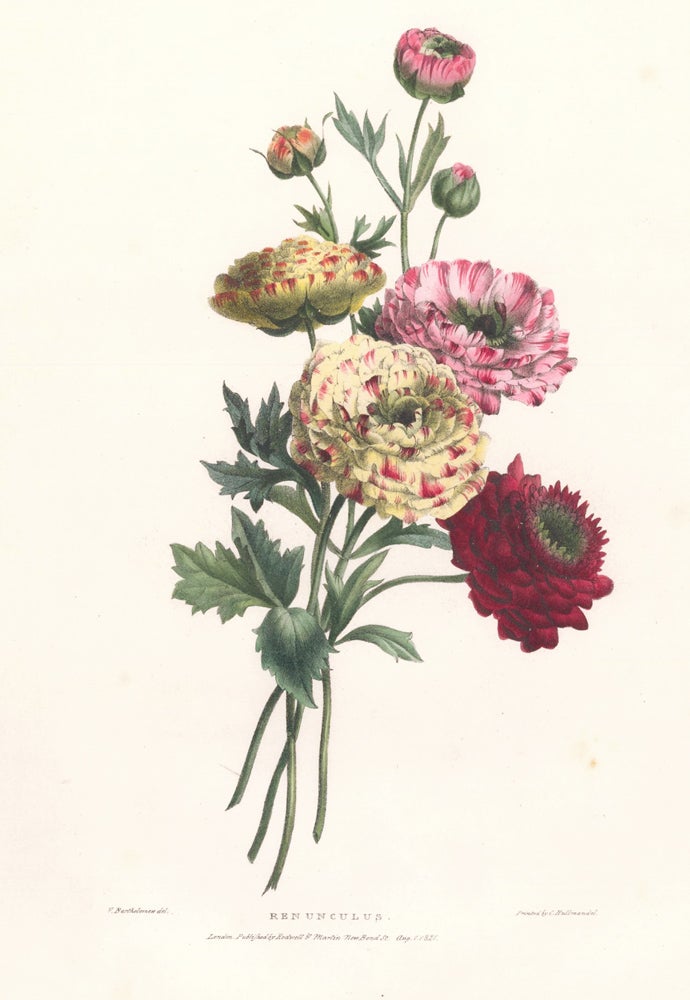 Item nr. 158880 Renunculus. A Selection of Flowers. Valentine Bartholomew.