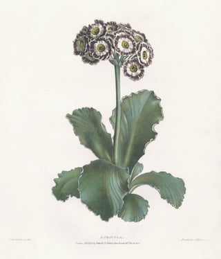 Item nr. 158881 Auricula. A Selection of Flowers. Valentine Bartholomew