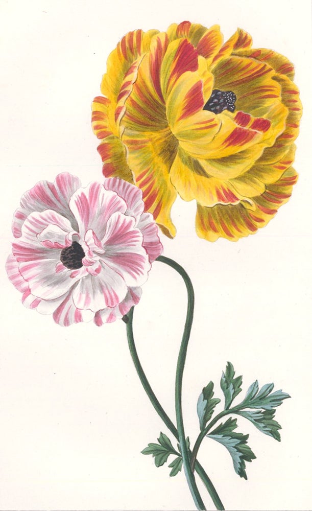 Item nr. 158885 Ranunculus Asiaticus [Persian Buttercup]. Herbier General de l'Amateur. Pancrace Bessa.