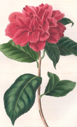 Item nr. 158886 Camellia Japonica. Herbier General de l'Amateur. Pancrace Bessa