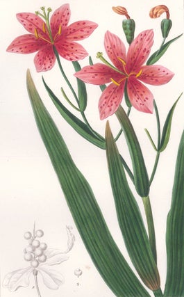 Item nr. 158887 Moraea Chinensis. Herbier General de l'Amateur. Pancrace Bessa