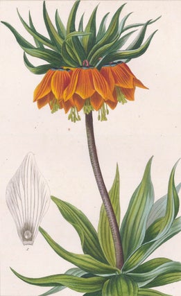 Item nr. 158890 Fritillaria Imperialis. Herbier General de l'Amateur. Pancrace Bessa
