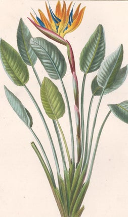 Item nr. 158891 Strelitzia Reginae [Bird of Paradise]. Herbier General de l'Amateur. Pancrace Bessa