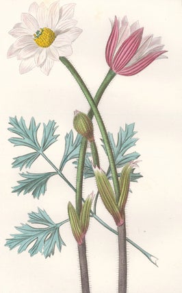 Item nr. 158893 Anemone Arborea. Herbier General de l'Amateur. Pancrace Bessa
