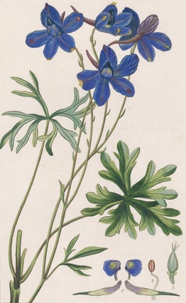 Item nr. 158894 Delphinium Grandiflorum [Siberian Larkspur]. Herbier General de l'Amateur....
