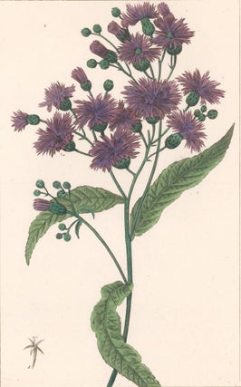 Item nr. 158895 Vernonia Praealta [New York Ironweed]. Herbier General de l'Amateur. Pancrace Bessa