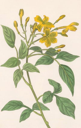 Item nr. 158899 Jasminum Revolutum [Yellow Jasmine]. Herbier General de l'Amateur. Pancrace Bessa