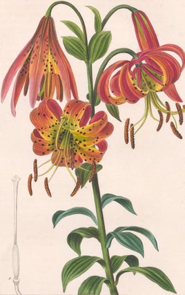 Item nr. 158904 Lilium Superbum [American Tiger Lily]. Herbier General de l'Amateur. Pancrace Bessa