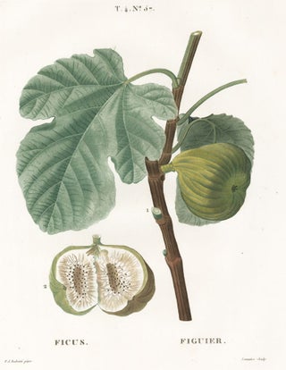Item nr. 158905 Figuier (Figs). Traite des Arbres et des Arbustes. Pierre Joseph Redoute