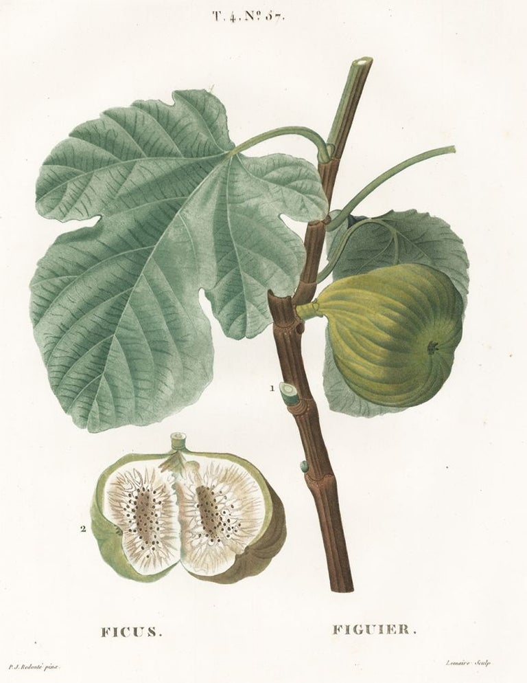 Item nr. 158905 Figuier (Figs). Traite des Arbres et des Arbustes. Pierre Joseph Redoute.