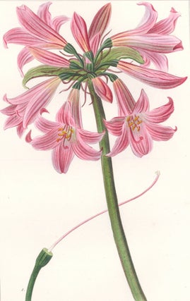 Item nr. 158906 Amaryllis Belladonna [Jersey Lily]. Herbier General de l'Amateur. Pancrace Bessa