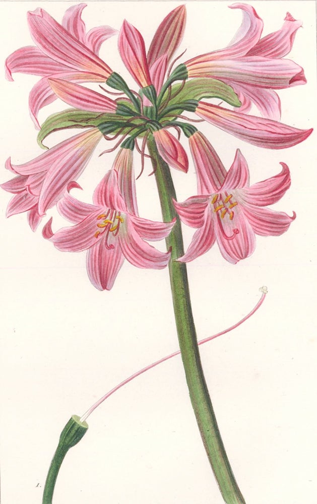 Item nr. 158906 Amaryllis Belladonna [Jersey Lily]. Herbier General de l'Amateur. Pancrace Bessa.