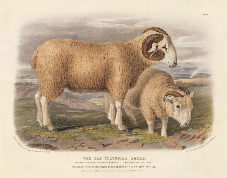Item nr. 158962 The Old Wiltshire Breed. The Breeds of the Domestic Animals of the British Islands. David Low.