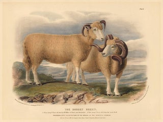 Item nr. 158963 The Dorset Breed. The Breeds of the Domestic Animals of the British Islands....