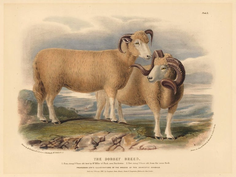 Item nr. 158963 The Dorset Breed. The Breeds of the Domestic Animals of the British Islands. David Low.
