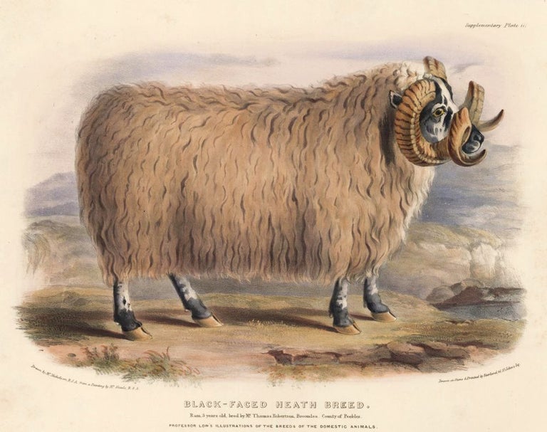 Item nr. 158964 Black-Faced Heath Breed. The Breeds of the Domestic Animals of the British Islands. David Low.