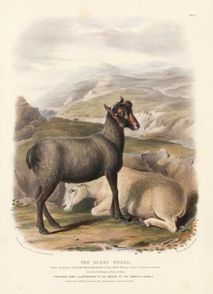 Item nr. 158966 The Kerry Breed. The Breeds of the Domestic Animals of the British Islands. David...