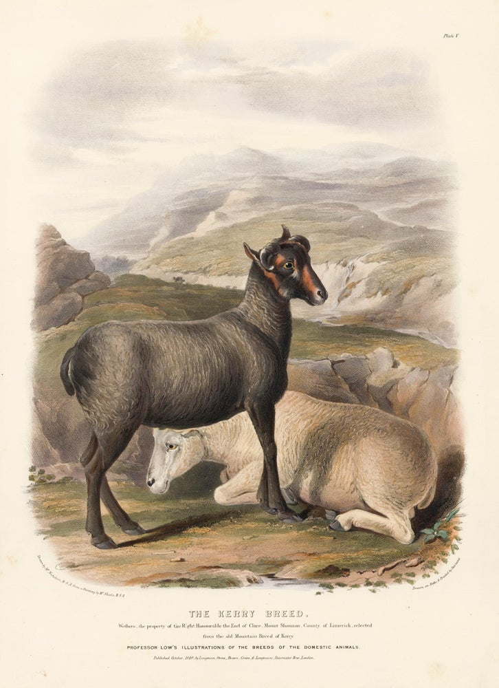 Item nr. 158966 The Kerry Breed. The Breeds of the Domestic Animals of the British Islands. David Low.