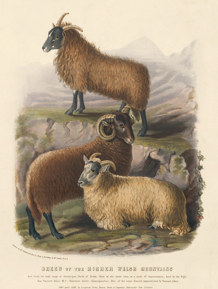 Item nr. 158967 Breed of the Higher Welsh Mountains. The Breeds of the Domestic Animals of the British Islands. David Low.