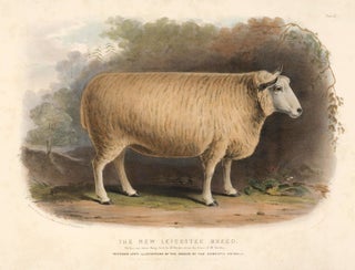 Item nr. 158969 The New Leicester Breed. The Breeds of the Domestic Animals of the British...