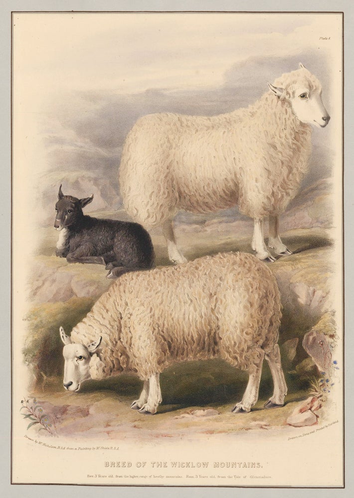 Item nr. 158970 Breed of the Wicklow Mountains. The Breeds of the Domestic Animals of the British Islands. David Low.