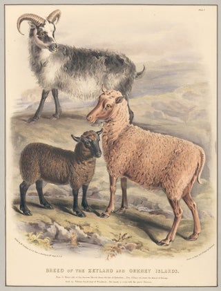 Item nr. 158971 Breed of the Zetland and Orkney Islands. The Breeds of the Domestic Animals of...