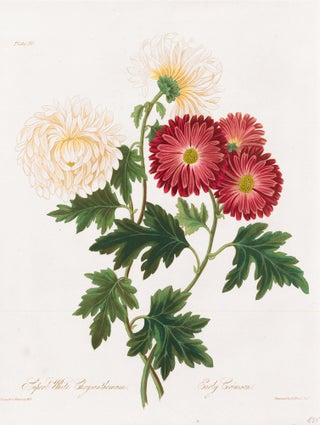 Item nr. 159062 Superb White Chrysanthemum, Early Crimson. Margaret Lace Roscoe