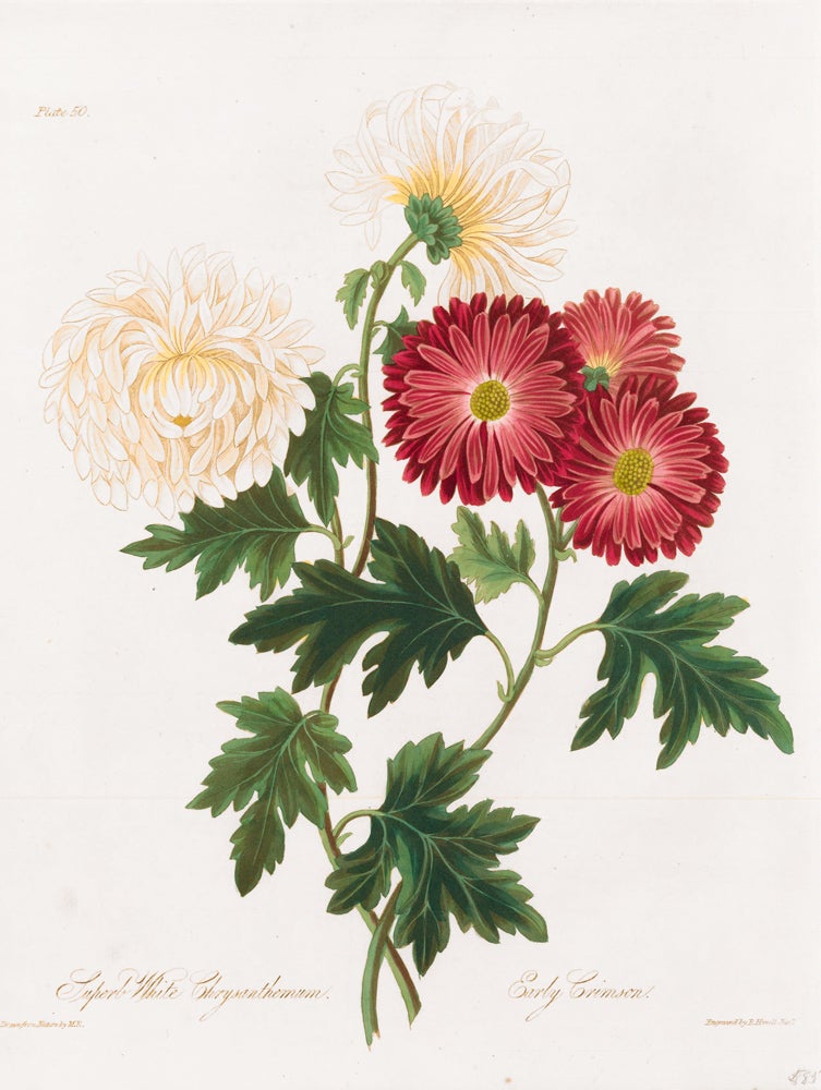 Item nr. 159062 Superb White Chrysanthemum, Early Crimson. Margaret Lace Roscoe.