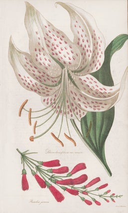 Item nr. 159142 Lilium lancifolium var. roseum. Russelia juncea. The Floricultural Cabinet and...