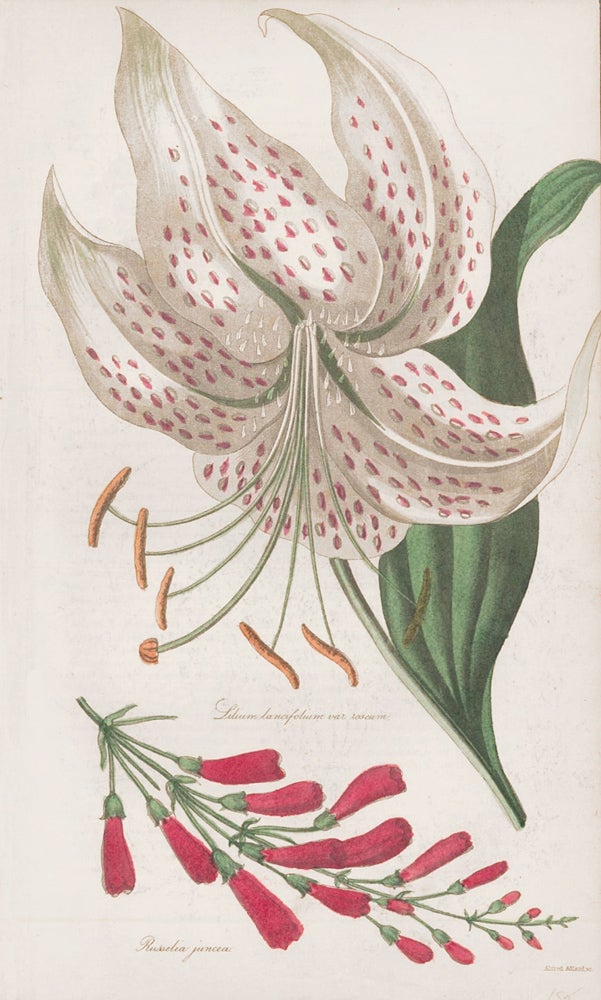 Item nr. 159142 Lilium lancifolium var. roseum. Russelia juncea. The Floricultural Cabinet and Florist's Magazine. Floricultural Cabinet.