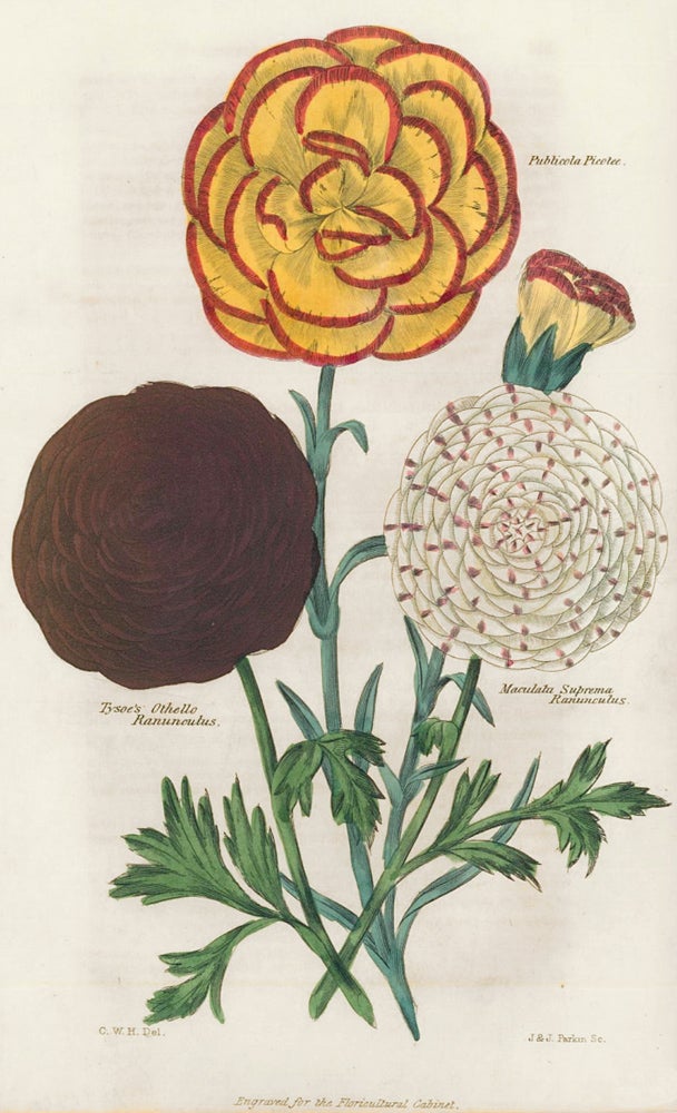 Item nr. 159146 Publicola Picotee. Tysoe's Othello Ranuncutus. Maculata Suprema Ranunculus. The Floricultural Cabinet and Florist's Magazine. Floricultural Cabinet.