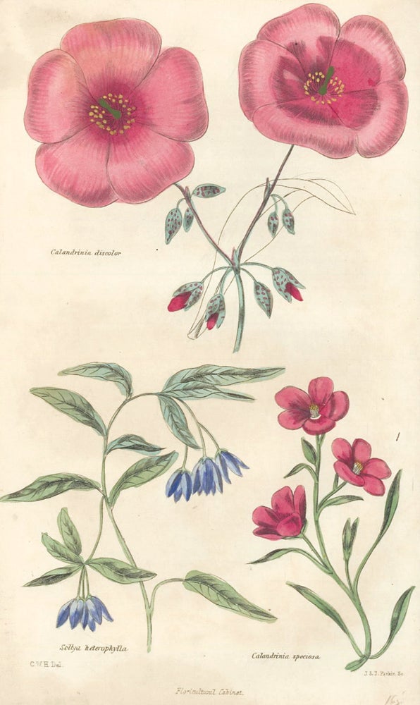 Item nr. 159147 Calandrinia discolor. Sollya heterophylla. Calandrinia speciosa. The Floricultural Cabinet and Florist's Magazine. Floricultural Cabinet.