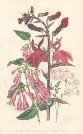 Item nr. 159150 Gardoquia multiflora. Lobelia ignea. Nerticordia insignis. The Floricultural...