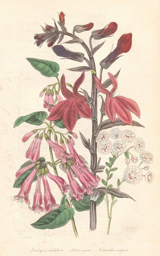 Item nr. 159150 Gardoquia multiflora. Lobelia ignea. Nerticordia insignis. The Floricultural Cabinet and Florist's Magazine. Floricultural Cabinet.