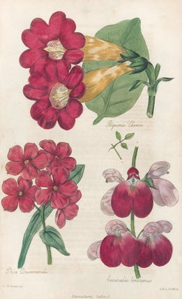 Item nr. 159152 Bignonia Cherene. Flox Drummondii. Lanavalia Bonariensis. The Floricultural...