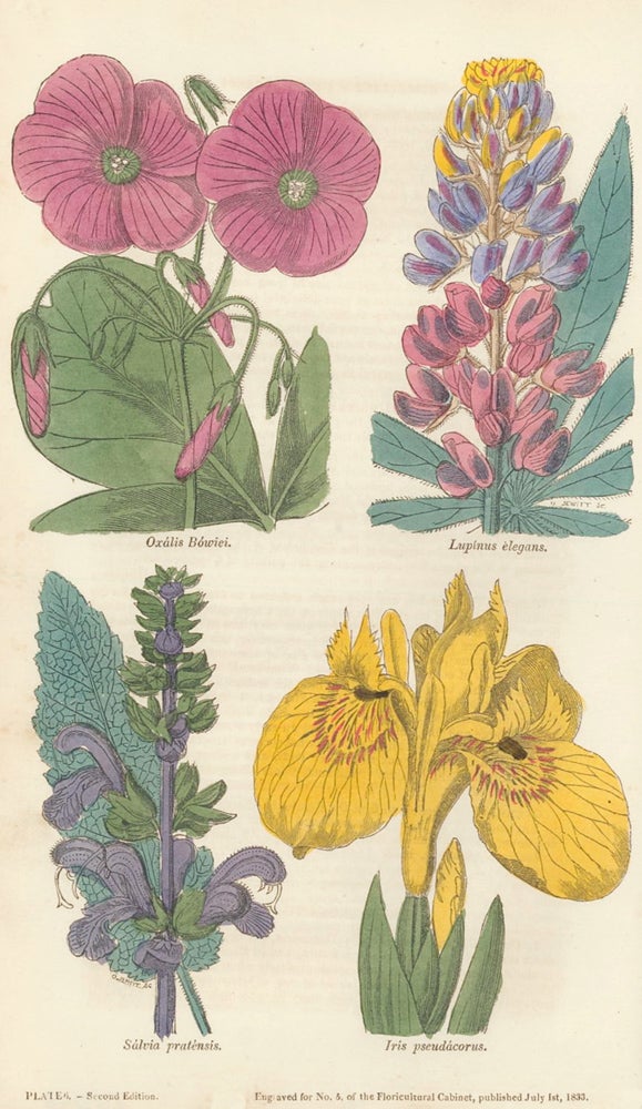 Item nr. 159153 Oxalis bowiei. Lupinus elegans. Salvia pratensis. Irsis pseudacorus. The Floricultural Cabinet and Florist's Magazine. Floricultural Cabinet.