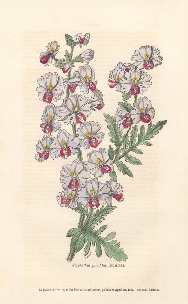 Item nr. 159154 Scizanthus pinnatus, HUMILIS. The Floricultural Cabinet and Florist's Magazine. Floricultural Cabinet.