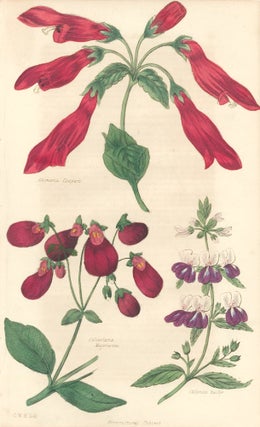 Item nr. 159156 Gesneria Cooperi. Calceolaria Majoriania. Collinsia Bicolor. The Floricultural...