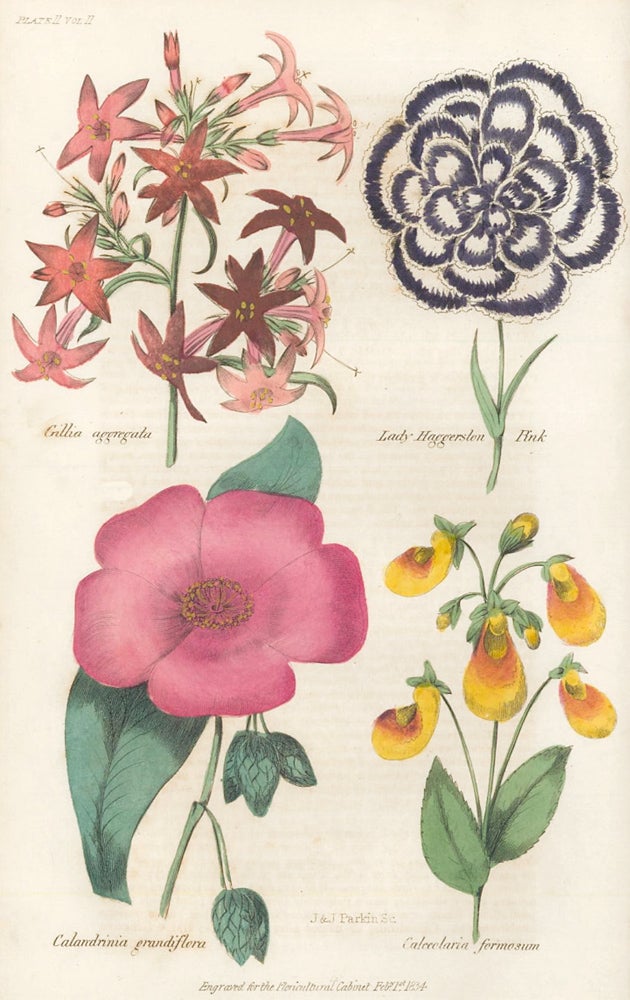 Item nr. 159157 Gillia Aggregata. Lady Hafferston Pink. Calandrinia grandiflora. Calceolario Formosum. The Floricultural Cabinet and Florist's Magazine. Floricultural Cabinet.
