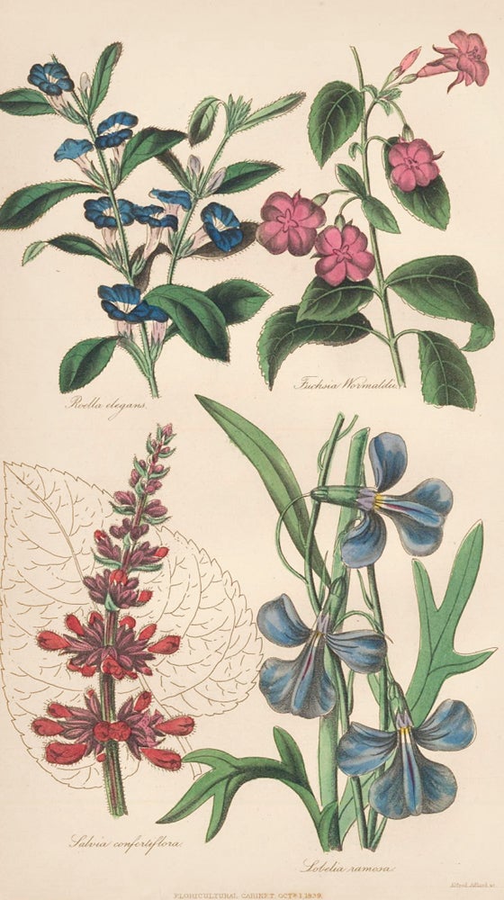 Item nr. 159159 Roella Elegans. Fuchsia Wormaldii. Salvia Confertiflora. Lobelia Ramosa. The Floricultural Cabinet and Florist's Magazine. Floricultural Cabinet.