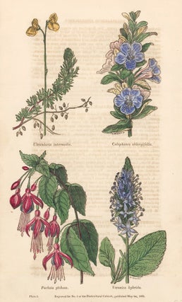 Item nr. 159161 Ultricularia Intermedia. Calophanes Oblongifolia. Fuchsia Globosa. Veronica...