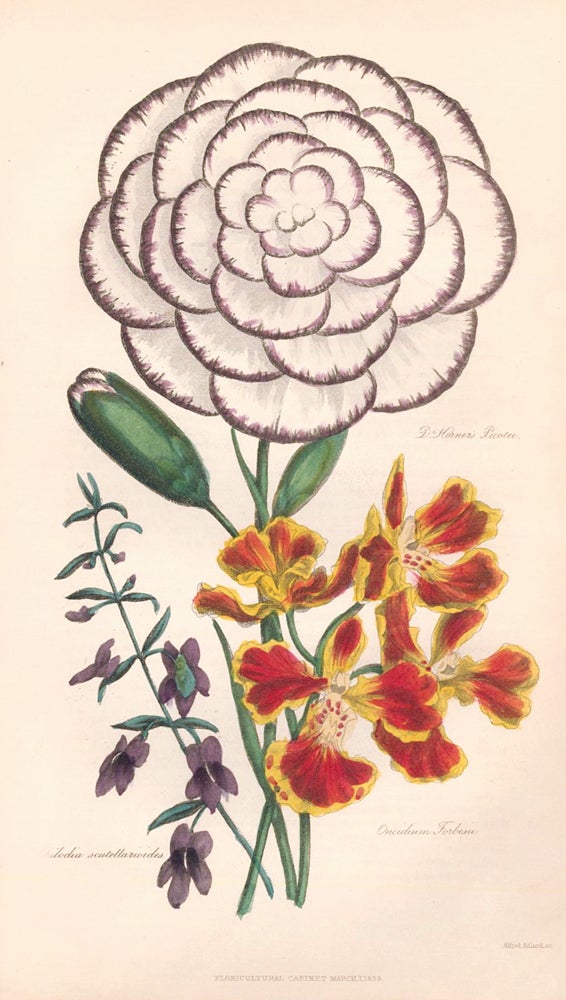 Item nr. 159166 Dr. Horner's Picotee. Chilodoa Scutellarioides. Oncitium Forbesii. The Floricultural Cabinet and Florist's Magazine. Floricultural Cabinet.